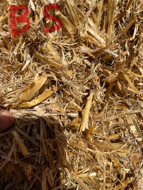 Barley straw 2